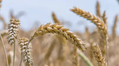Government Clarifies Wheat Production Scenario 2025-26; Crop Remains Resilient Despite Weather Variations