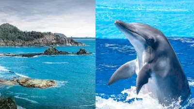 இந்தியாவில் மிக அருகில் டால்பின்களைக் கண்டு ரசிக்க டாப் 7 இடங்கள்!
