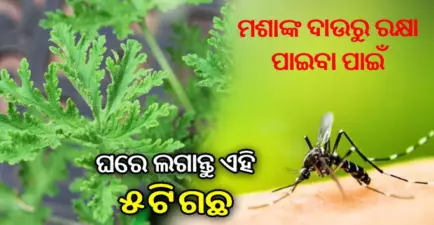 ମଶାଙ୍କ ଦାଉରୁ ରକ୍ଷା ପାଇବା ପାଇଁ ଘରେ ଲଗାନ୍ତୁଏହି ୫ଟି ଗଛ, କେବେ ମଧ୍ୟ ହେବ ନାହିଁ ମଶାଙ୍କ ଜନିତ ରୋଗ