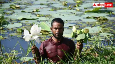 Makhana Farming Outside Bihar: अपने राज्य में कैसे उगाएं बिहार का फेमस मखाना, ताबड़तोड़ होगी कमाई