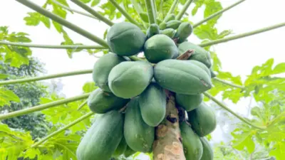 Papaya Benefits in Monsoon : వర్షాకాలంలో ఈ పండును ఎందుకు తినాలి?