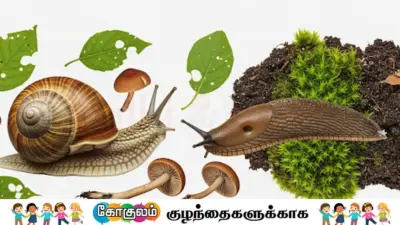 ஊர்ந்து செல்லும் நத்தைகள்; சுவாரசியத் தகவல்கள்!