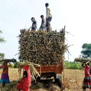 महाराष्ट्र : गन्ना पेराई सीजन पर त्योहार और बारिश का साया; 15 अक्टूबर से शुरुआत मुश्किल, मजदूरों की उपलब्धता मुख्य चुनौती