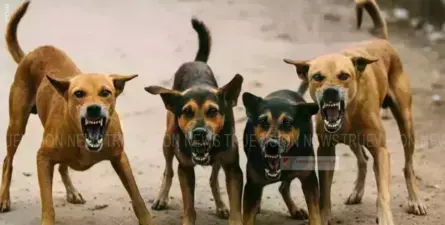 ഭിന്നശേഷിക്കാരിയായ സ്കൂള് വിദ്യാര്ത്ഥിയെയും മാതാവിനെയും തെരുവ് നായ്ക്കള് അക്രമിക്കാന് ശ്രമിച്ചു