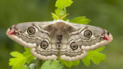 10 Animals With the Shortest Lifespan on Earth: Creatures That Live Fast and Vanish Quickly