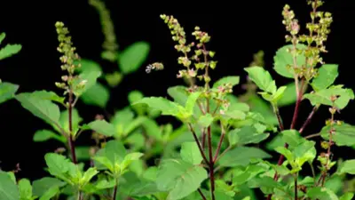 Throwing Tulsi Manjari Away? You Might Be Losing Wealth-Do This Instead