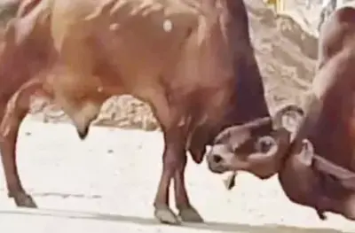 सांड़ों का आतंक, नर्स और मजदूर की मौत
