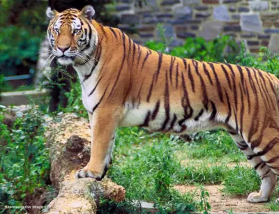 Tadoba tiger vanishes after reaching Yadagirigutta