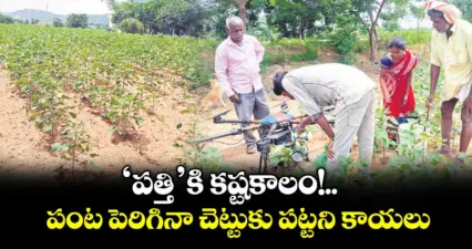 మహబూబ్నగర్: 'పత్తి'కి కష్టకాలం!..పంట పెరిగినా చెట్టుకు పట్టని కాయలు