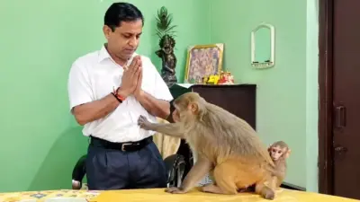 वकील आणि वानर