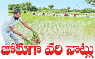 తెలంగాణ లో జోరుగా వరినాట్లు.. !!