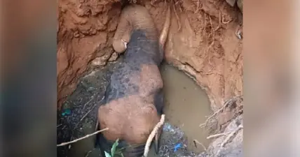 കോതമംഗലത്ത് കാട്ടാന കിണറ്റില് വീണു