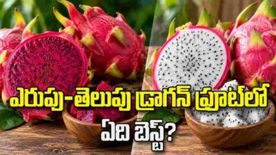 ఎరుపు-తెలుపు డ్రాగన్ ఫ్రూట్లో ఏది బెస్ట్?