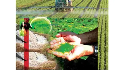 యూరియా ఖర్చు తగ్గించే 'బ్లూ గ్రీన్ ఆల్గే