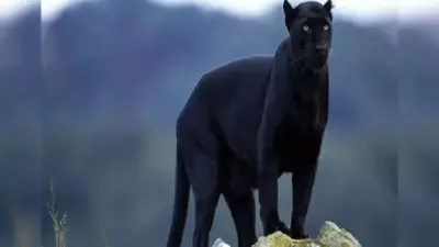 Black Leopard: मध्य भारत में दिखा काला तेंदुआ, जानिए इस दुर्लभ प्रजाति की खासियत; कितना खतरनाक होता है यह?