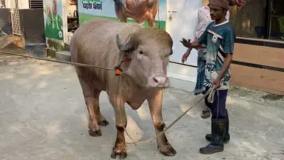 గేదెకు ట్రంప్ పేరు..ఎక్కడో తెలుసా ?