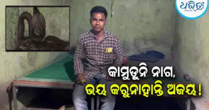 "ସେ ମୋର କିଛି କ୍ଷତି କରିବନି": ୫ ମାସ ଧରି ନାଗସାପ ସହ ଗୋଟିଏ କୋଠରୀରେ ରହୁଛନ୍ତି ଯୁବକ !