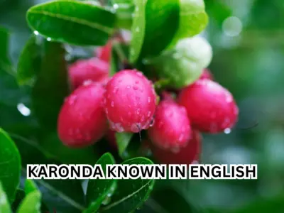What is Karonda Known in English? Know Its Meaning, Benefits, Uses & More