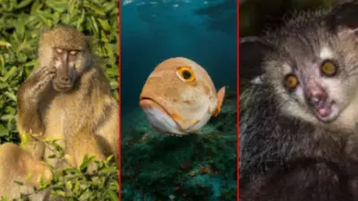 Top 5 Ugliest Animals in the World That Are Actually Survival Experts