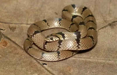 Evolution Of Snakes: Scientists Unravel the Mysssteries