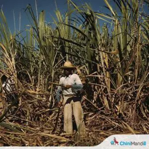 Fiji Opposition MP accuses FSC of delayed response to sugarcane farmers' concerns