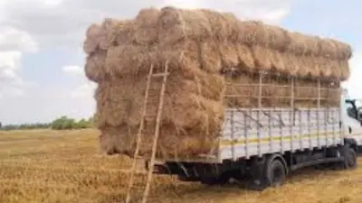 லட்சக்கணக்கான ரூபாய் வருமானம் தரும் வைக்கோல் வியாபாரம்!