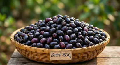 ನೇರಳೆ ಹಣ್ಣು ತಿನ್ನುವುದರಿಂದ ಆರೋಗ್ಯಕ್ಕೆ ಏನೆಲ್ಲಾ ಲಾಭ.. ಇಲ್ಲಿದೆ ಮಾಹಿತಿ