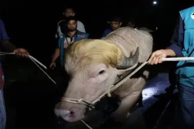 بنگلہ دیش: بھینسے"ڈونلڈ ٹرمپ" کو قربانی میں ذبح ہونے سے بچالیا گیا