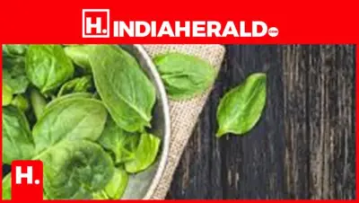 Adding Spinach to Your Diet: Stay Energised and Fight Fatigue Naturally in Winter