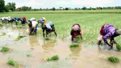 విత్తు పడింది కానీ...!