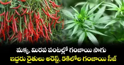 మక్క, మిరప పంటల్లో గంజాయి సాగు.. ఇద్దరు రైతులు అరెస్ట్, 5కిలోల గంజాయి సీజ్