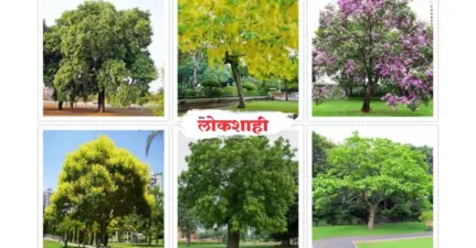 देशी वृक्षांची लागवड करा!