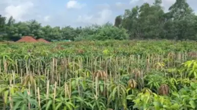 सिंधुदुर्गातील आंबा-काजू रोपांच्या नर्सरींना पावसाळ्यात बहर