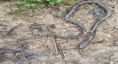 ଶିଶୁ ମୃତ ସାପ ଦଂଶନରେ