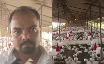 డీజే సౌండ్ తో 140 కోళ్లు మృతి అసలు కారణం