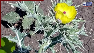 मात्र 10 दिनों में नस-नस में उबाल मारेगी जवानी, इस चीज का कर लिया जो जो सेवन, उम्र भर रहेंगे जवान!