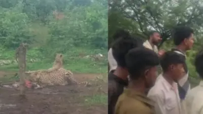 श्योपुर के डुडीखेड़ा गांव में चीतों की दस्तक, बाड़े में बंधी बछिया का किया शिकार