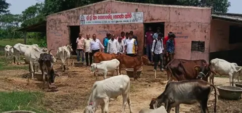ସିଦ୍ଧ ବଳଦେବଜୀଉ ଗୋମଙ୍ଗଳ ସମିତିରେ ଗୋପୂଜନ