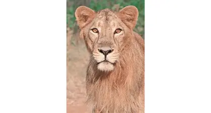 Lioness electrocuted by illegal fence at farmFarmer had illegally electrified fence around maize farm in Bhavnagar