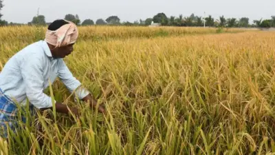 కోత సమయంలో వర్షాల ముప్పు.. ఆందోళనలో రైతన్నలు