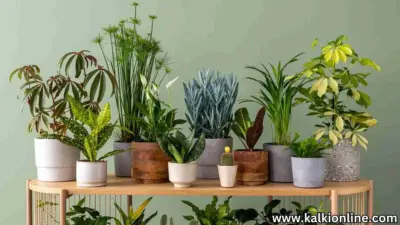 வீட்டினை இயற்கையால் நிரப்பும் 38 சிறந்த உட்புற தாவரங்கள்!