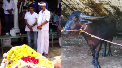KAMBALA : ಕಂಬಳದ ದಂತಕಥೆ ನಂದಳಿಕೆ ಪಾಂಡು ಇನ್ನಿಲ್ಲ - 201 ಪದಕಗಳ ವೀರನಿಗೆ ವಿದಾಯ