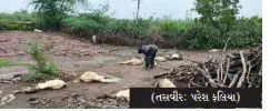જામનગરના જગા ગામે ફૂડ પોઈઝનીંગથી 46 ઘેટા-બકરાના મોત