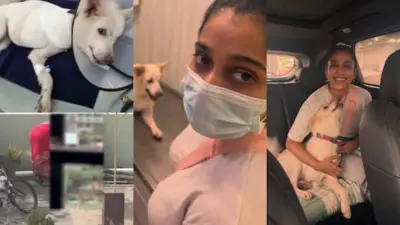 Rashmi Gautam: చీరాలలో కుక్కపై దాడి... కాలు తీసేశారు... ఇప్పుడు సేఫ్గా రష్మీ గౌతమ్ చేతుల్లోకి