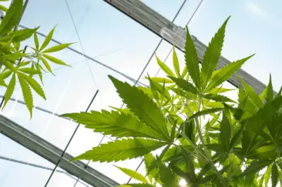 Cannabis Stocks Drop As Shutdown Deal Tightens Hemp-THC Rules
