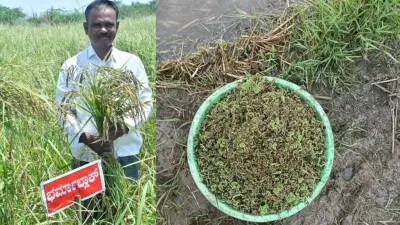 ಅನ್ನದ ಬಟ್ಟಲು: ಅಜೋಲಾ, ಭತ್ತದ ಗದ್ದೆಗಳ ಕವಚ