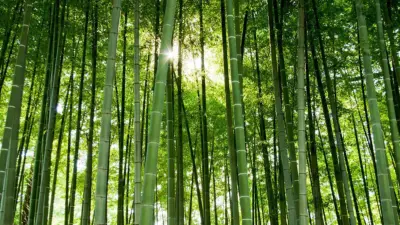மூங்கில் ஓர் உலக சாதனை: கின்னஸில் இடம் பிடித்த ரகசியம்!