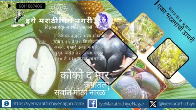 जगातला सर्वात मोठा नारळ कोको द मार