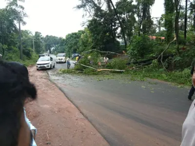 ಗೋಳಿತ್ತಡಿ: ರಸ್ತೆಯಂಚಿನ ಅಕೇಶಿಯ ಮರ ಧರಾಶಾಯಿ ಸ್ಕೂಟಿ ಸವಾರ ಪ್ರಣಾಪಾಯದಿಂದ ಪಾರು