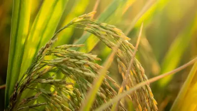 తెలంగాణ సర్కార్ కు భారంగా మారిన దొడ్డు వడ్లు